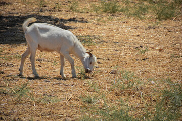 Naklejka na ściany i meble Small sheep barely looking for fresh grass in grazing lands due to global warming. Global Warming and Livestock in Arid Areas. Climate change affects.