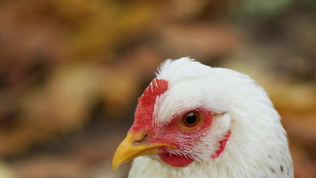White chicken close-up walk free-range.Home farm, Organic farming Concept.