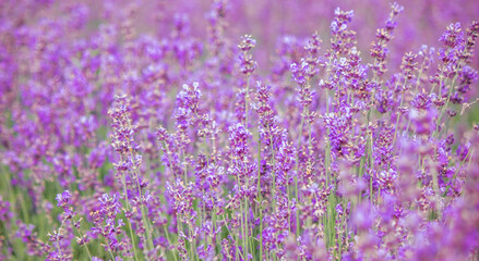 Fototapeta premium Sunset over a purple lavender field. Lavender fields of Valensole, Provence, France. Selective focus