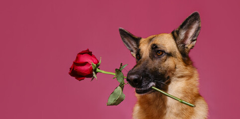 Concept of Valentine's Day. Gentleman dog with flower congratulates on woman's day or happy...