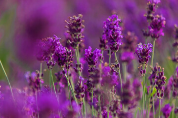 Sunset over a purple lavender field. Lavender fields of Valensole, Provence, France. Selective focus
