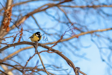 Naklejka premium A beautiful little titmouse sits on a branch in winter and flies for food. Other birds are also sitting on the branches. Sparrows and titmice on a branch near the feeder