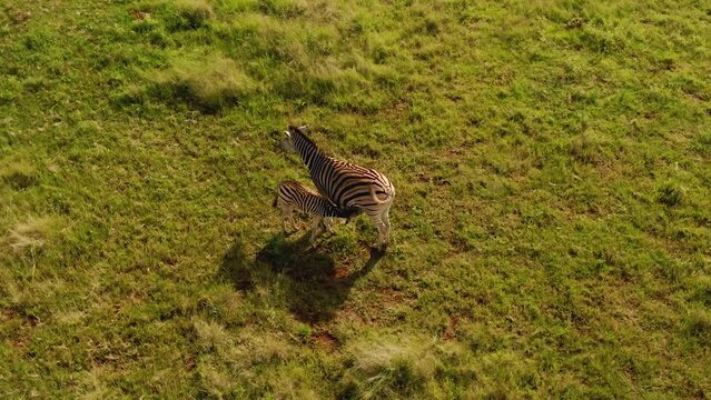 Drone aerial footage of a Zebra baby drinking from Zebra mother African plains