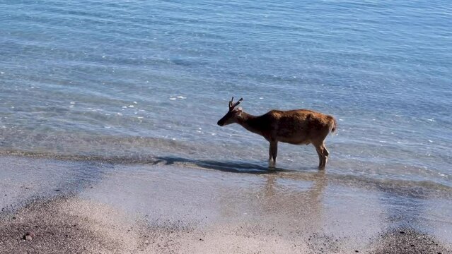 Wild deer cooling off in the ocean water on Padar Island in Flores, Lesser Sunda Islands of Nusa Tenggara Timur, Indonesia