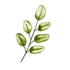 Watercolor illustration of a branch with green leaves isolated on a white background.