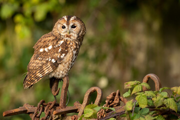 Tawny owl perched on metal fencing in early evening sunlight