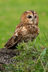 Tawny owl surveying its soundings in Hampshire setting