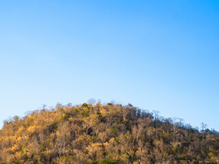 A small hill covered with deciduous trees