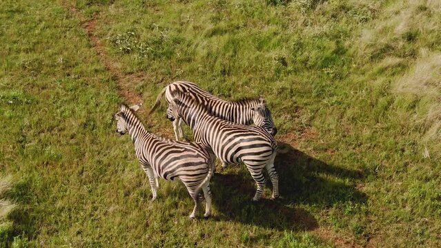 Drone aerial footage of Three Male Zebra standing side by side.