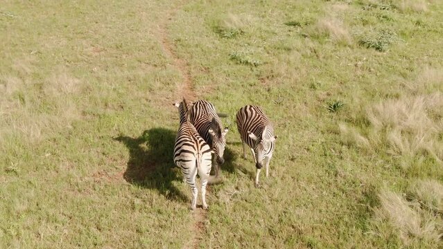 Drone aerial footage of Three Zebra's standing next to each other.