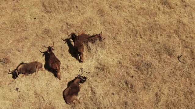 drone aerial footage zebra baby walking with mother in the wild