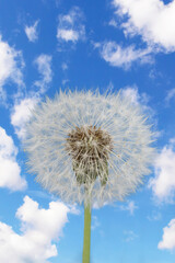 Dandelion with seeds on a blue sky with cloud background
