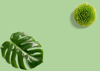 Hoja verde de monstera sobre fodo liso color verde.
Tropical hojas  de la naturaleza de Monstera, ...