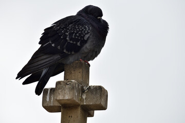 Pigeon standing on a stone cross, Sofia, Bulgaria