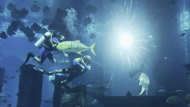 Three people scuba diving inside of a aquarium and watching the marine life and fish