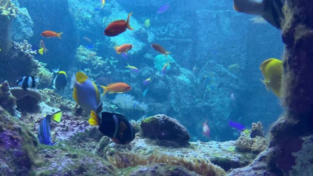 Exotic fish swimming between rocks inside of a aquarium