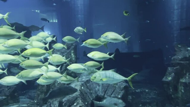 Scuba divers inside a big aquarium swimming through a shoal of fish