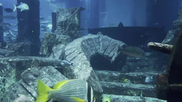 Giant old fish chilling in a aquarium