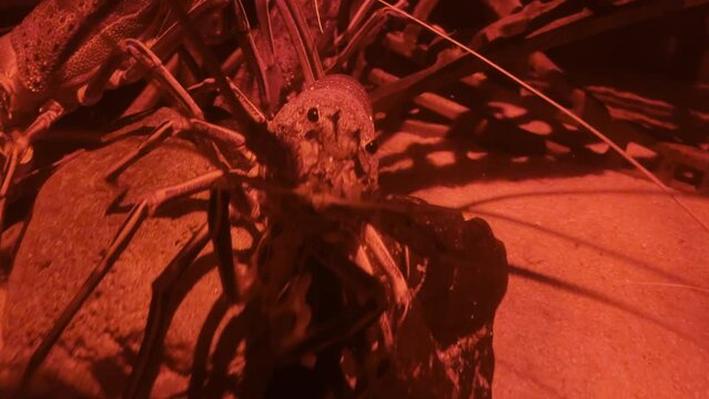 A Giant Crab standing on a rock in red light environment