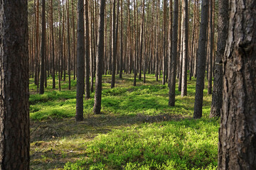 Tall pine tree forest with green forest floor