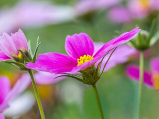 Close up of pink Cosmos flowers in a garden