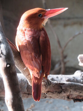 Ruddy Kingfisher