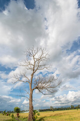 Fototapeta na wymiar Clouds form leaves on dry trees