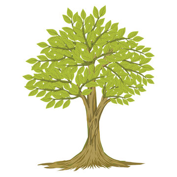 Illustration of banyan tree bonsai