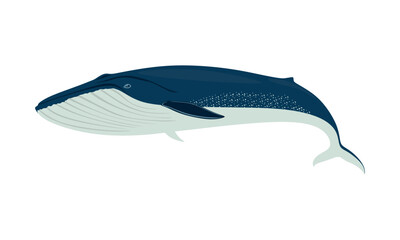 Blue whale in flat style. Biggest mammal. Humpback Blue whale illustration isolated on white background. vector illustration