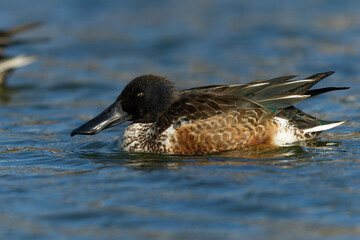 夕方の池を漂うハシビロガモの雄