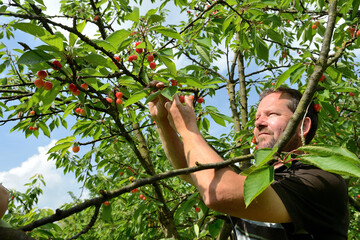 Cueillette de cerises en vallée de Seine près de Jumièges.  Variété : bigarreau Napoléon