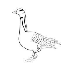 Hand drawn Goose isolated on white background. Goose Vector illustration in engraved style. minimal design