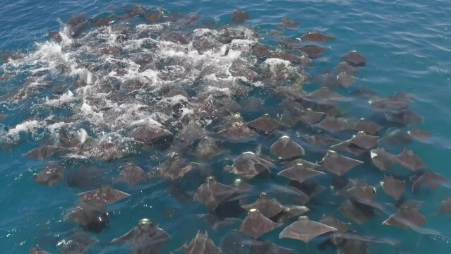 Drone Shot of Mobula Rays swimming close to the surface