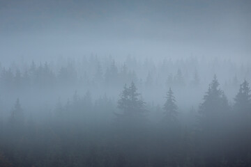 Fototapeta na wymiar Misty landscape with spruce forest