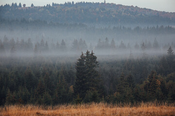 Misty landscape with spruce forest.Carpathian mountains in the background.Autumn season.