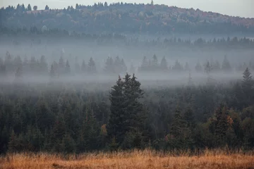 Poster Mistig bos Misty landscape with spruce forest.Carpathian mountains in the background.Autumn season.