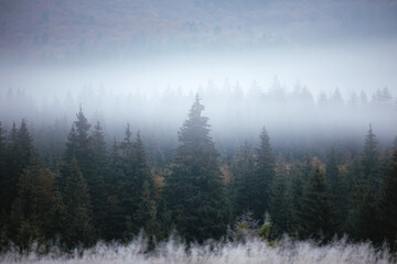 Foggy morning spruce forest at Carpathian mountains. Misty panorama of fir woods.