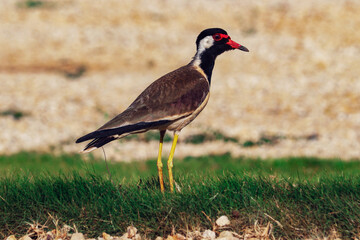 Red-wattled lapwing (Vanellus indicus) in Sri Lanka