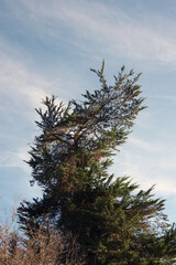 Coastal tree on a warm California winter afternoon