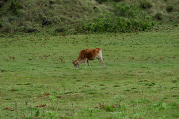 grazing cow in the meadow