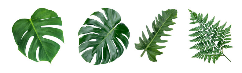 Monstera leaves leaves with Isolate Leaves on transparent background PNG file	
