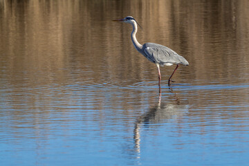 Grey heron fishing in a pond in Camargue, France