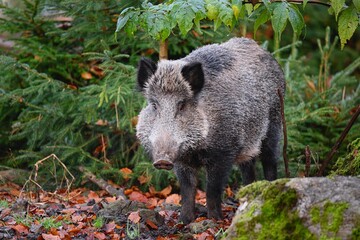 Wild boar in forest. Portrait of wild boar. Wild pig on green background. Wild pig in forest. Sus...