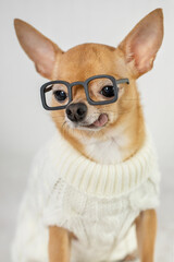 A fashion and stylish dog with glasses. A red intelligent clever chihuahua in a knitted sweater and glasses. Concept for optics salons, glasses, pet stores, pet shops,  pet grooming salons, educations