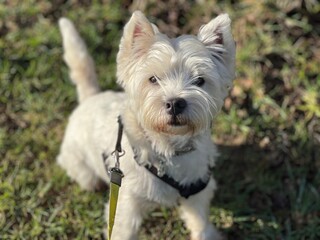 west highland white terrier