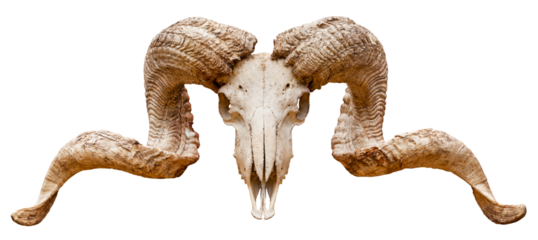 Cut out Ram skull