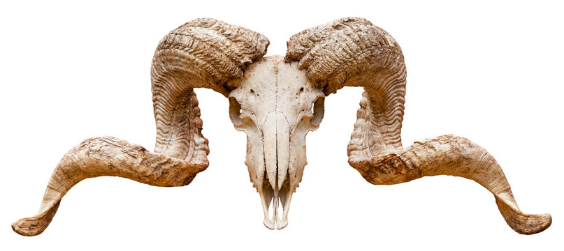 Cut out Ram skull