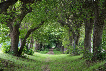 Pfad durch eine sommerliche Allee
