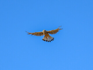 kestrel a bird of prey species belonging to the kestrel group of the falcon family