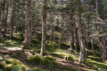 forêt enchantée avec un parterre de mousse et de jeunes fougères, laissant pénétrer des rayons de soleil offrant un jeu d'ombre et de lumière